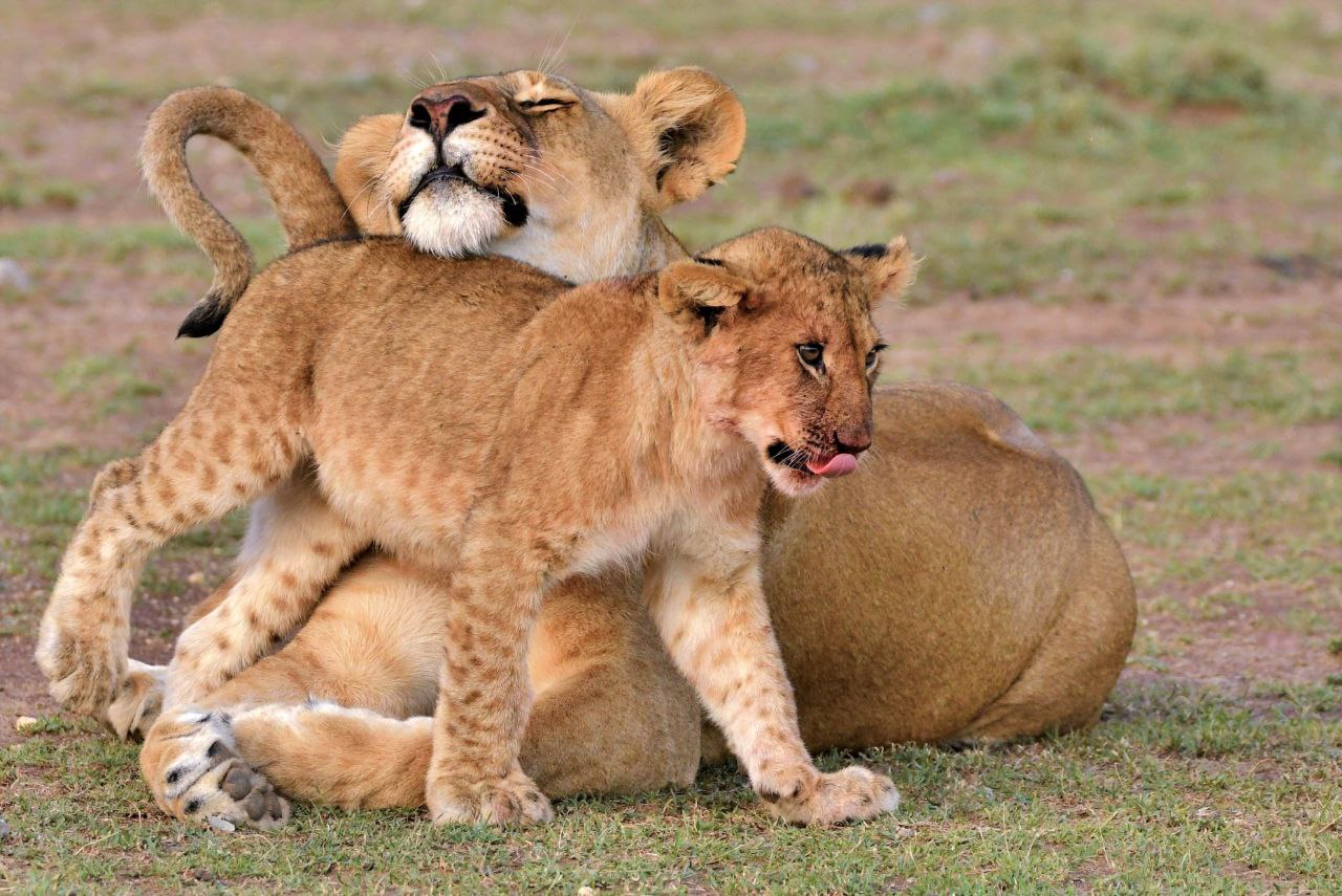 Serengeti